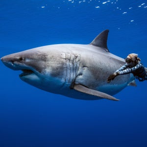 Ocean Ramsey Swimming with Shark crop