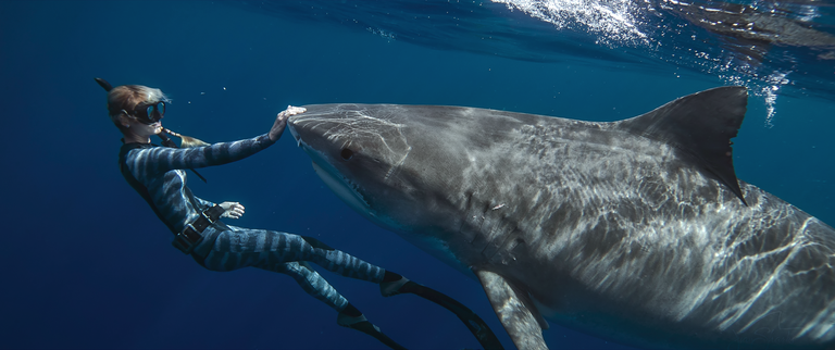 Scared Shark 'Jaws' Made Us Scared of Sharks. Are Influencers Undoing Our Fears?