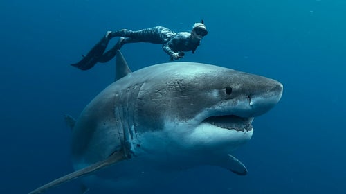 Ocean Ramsey, a marine biologist and conservationist, is the subject of a new Netflix doc 