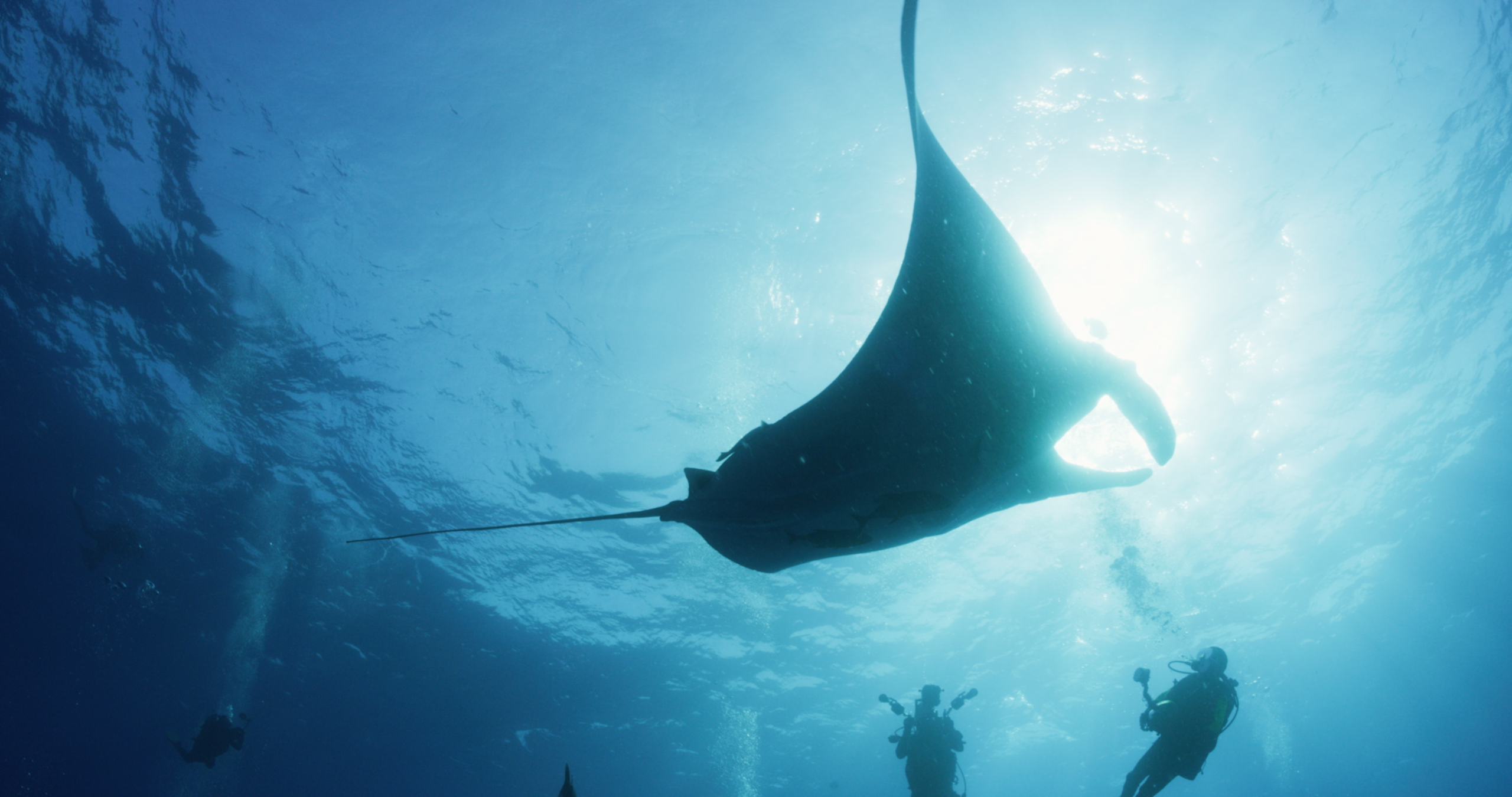 Pacific manta rays can reach a wingspan of up to 29 feet