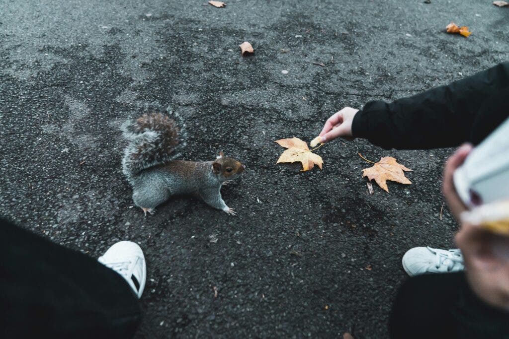person feeding a squirrel