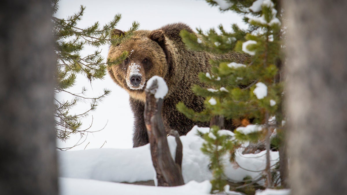 Grizzly Recovery Efforts, Once Booming, Now Face Limbo