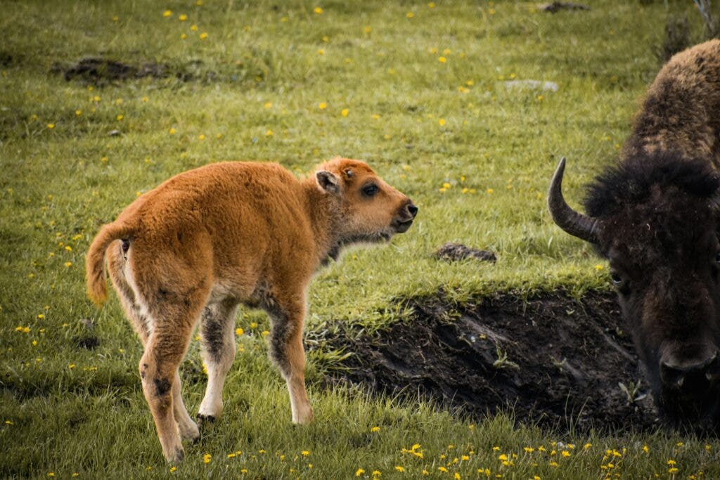 baby bison in yellowstone national park