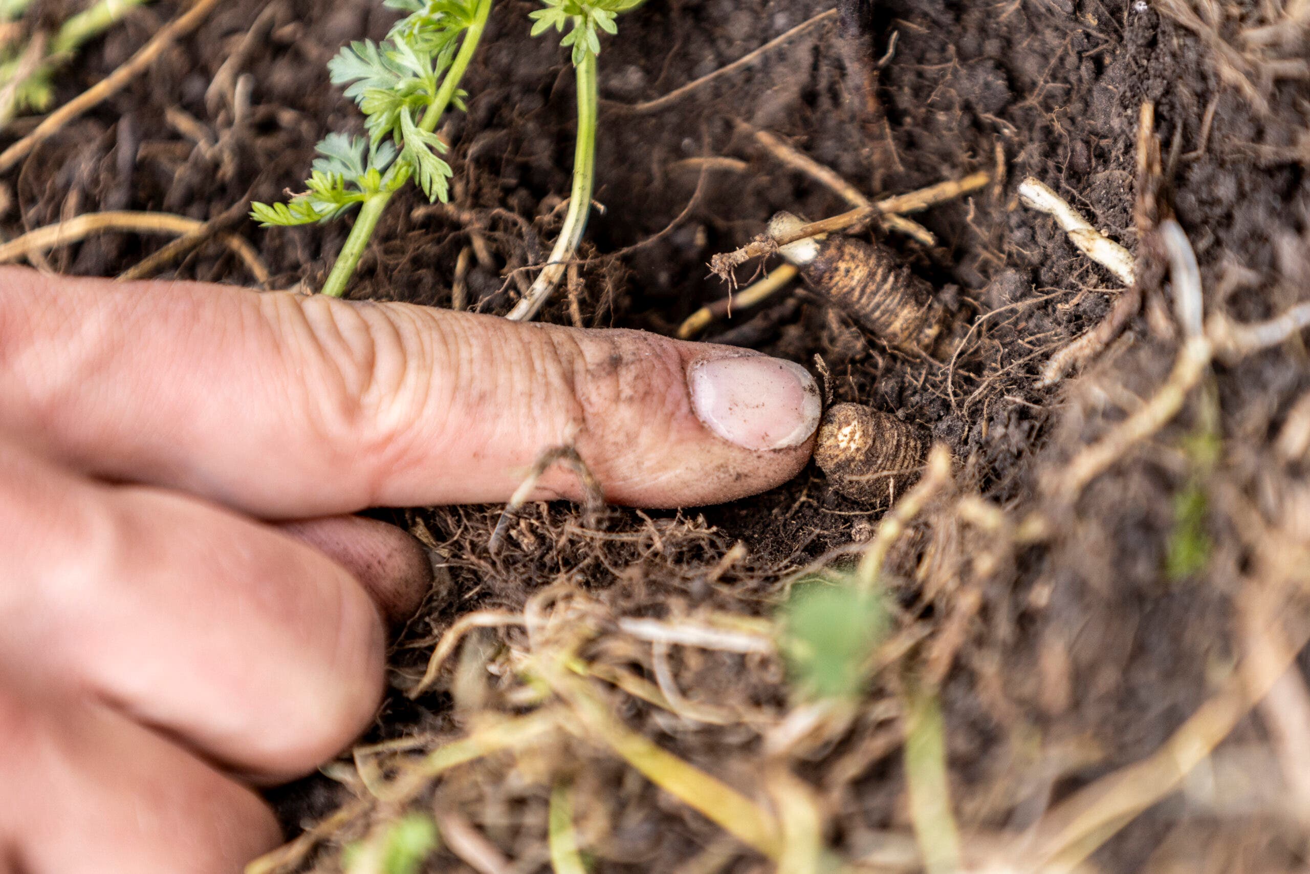 Caraway is a hearty root vegetable, similar to parsnips.