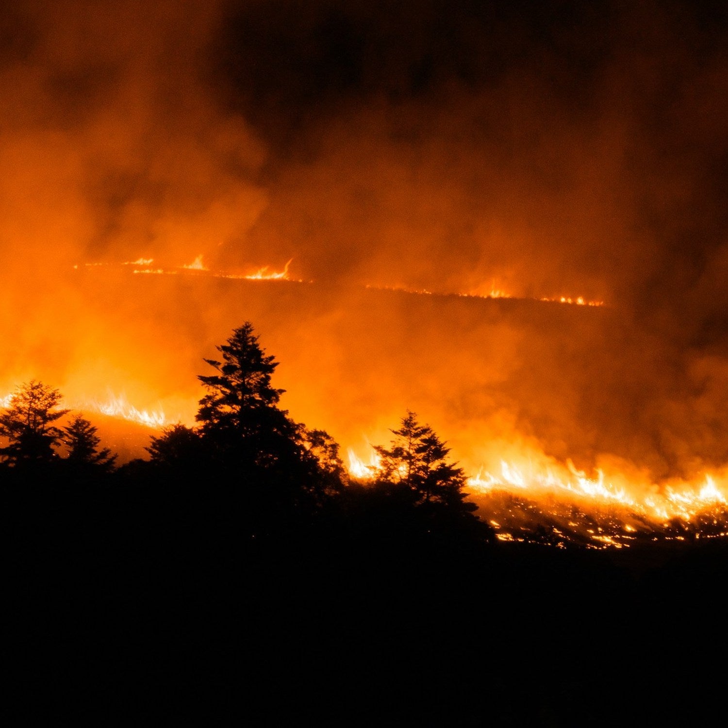 Coniferous trees silhouetted by wildfire flames