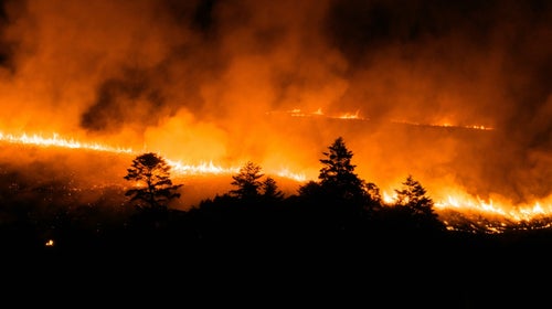 Coniferous trees silhouetted by wildfire flames