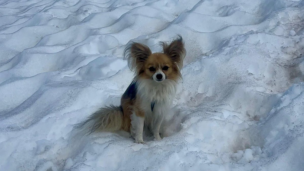 It Turns Out Chihuahuas Are the Best Trail Dogs