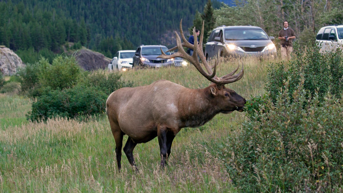 A Bull Elk Used Its Antlers and Poop to Harass Campers at Grand Teton National Park