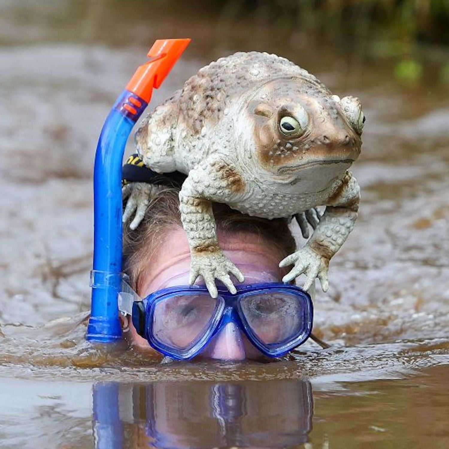A competitor takes part in the World Bog Snorkelling Championships