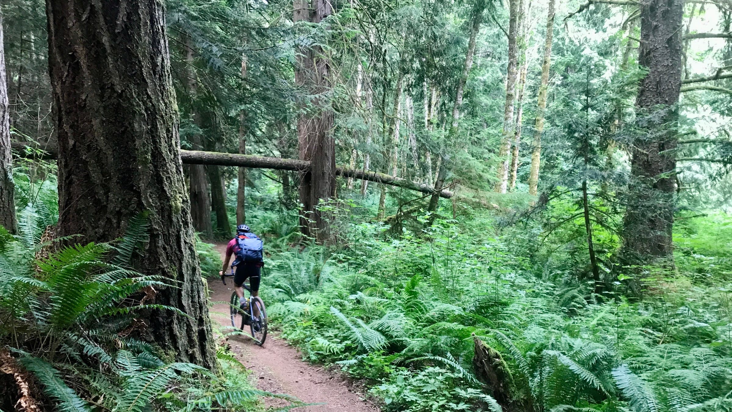 Singletrack cyclist pacific northwest