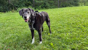 dog wearing leash for running with dog