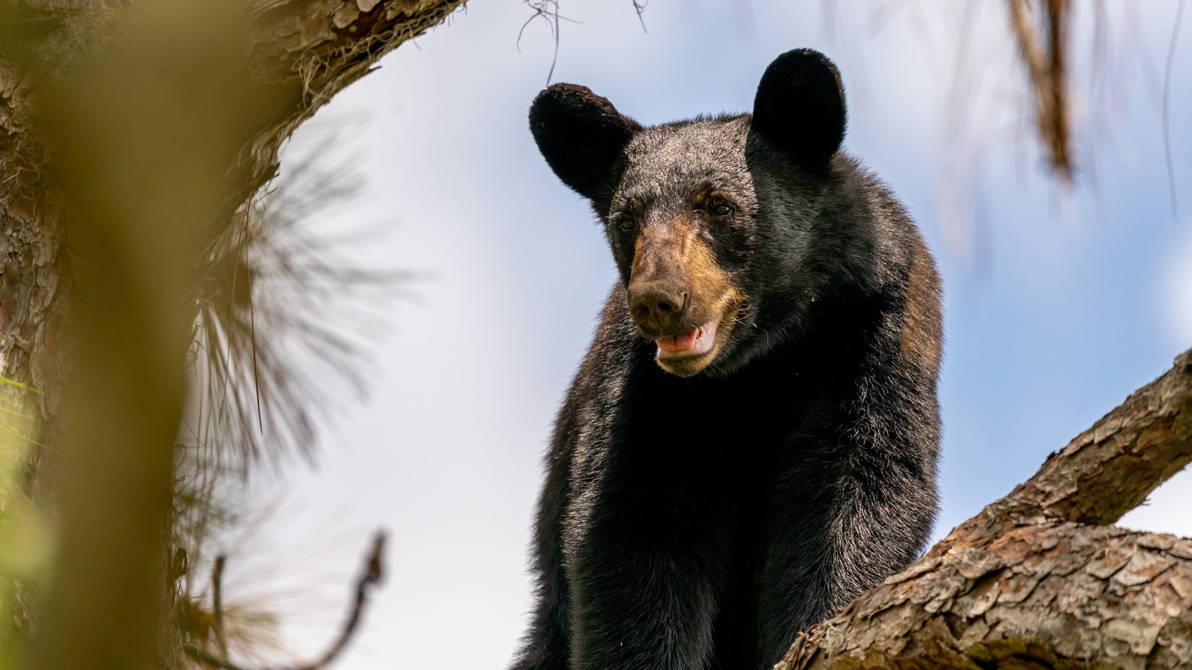 Low angle view of american black bear on tree,Ocala National Forest,Florida