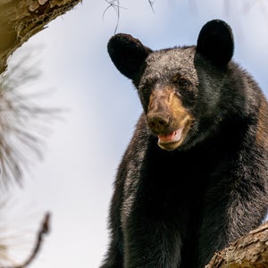 Low angle view of american black bear on tree,Ocala National Forest,Florida
