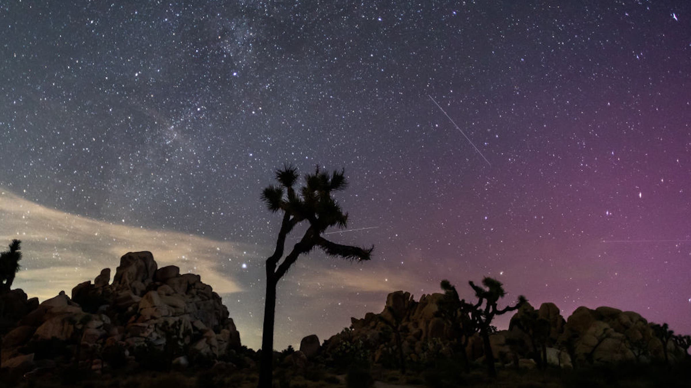 Shooting stars over a Joshua Tree