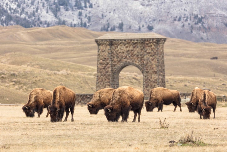 Bison grazing near Roosevelt Arch in the spring