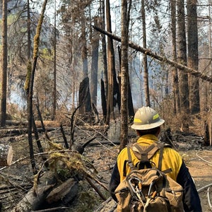 A firefighter looks at burned trees