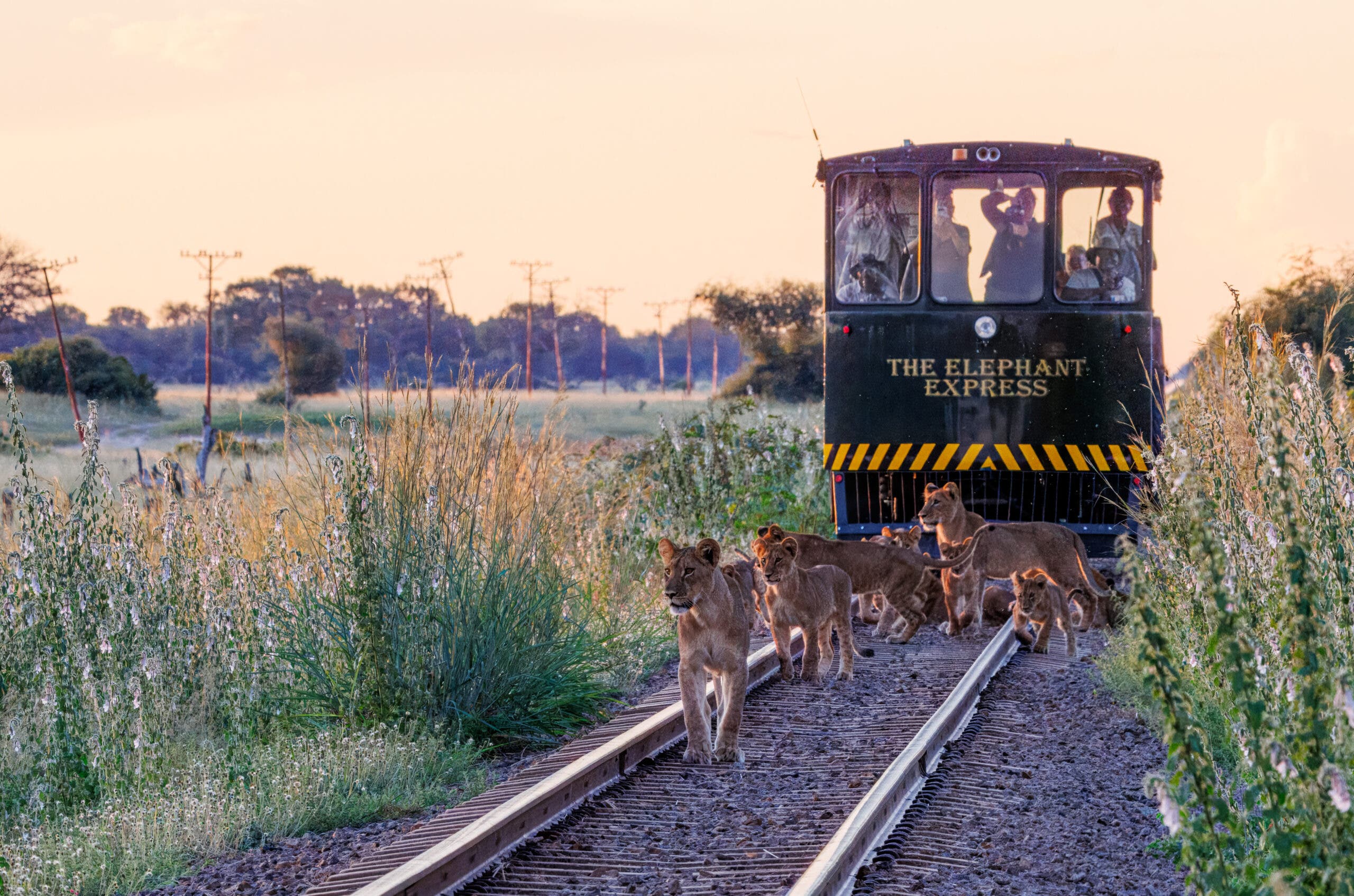 Elephant Express - Ngamo pride on the tracks
