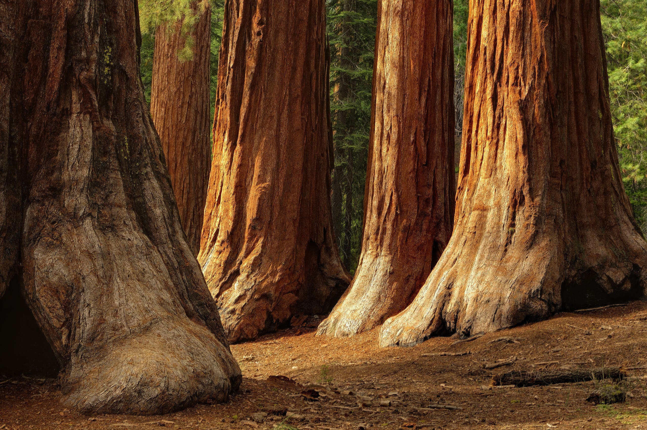 Giant Sequoias, Yosemite National Park