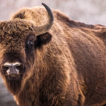 Bison yellowstone national park poop