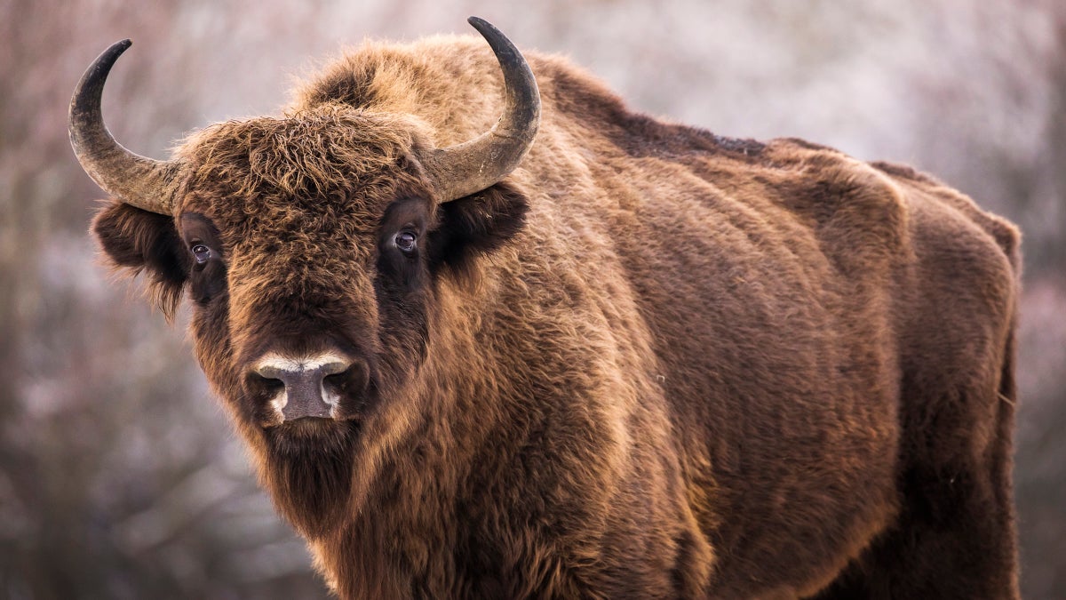 The Key to Yellowstone's Ecological Health? Bison Poop.
