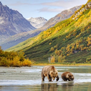 Bear spray effectively deterred attacking bears in two separate incidents.