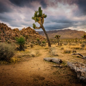 Joshua Tree officials warn of severe weather ahead of Labor Day weekend. EyeEm Mobile GmbH/Getty Images