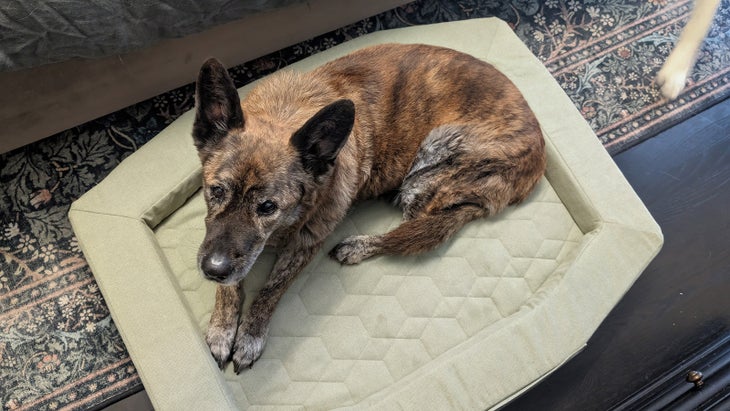 Gunner Homestead dog bed Wiley
