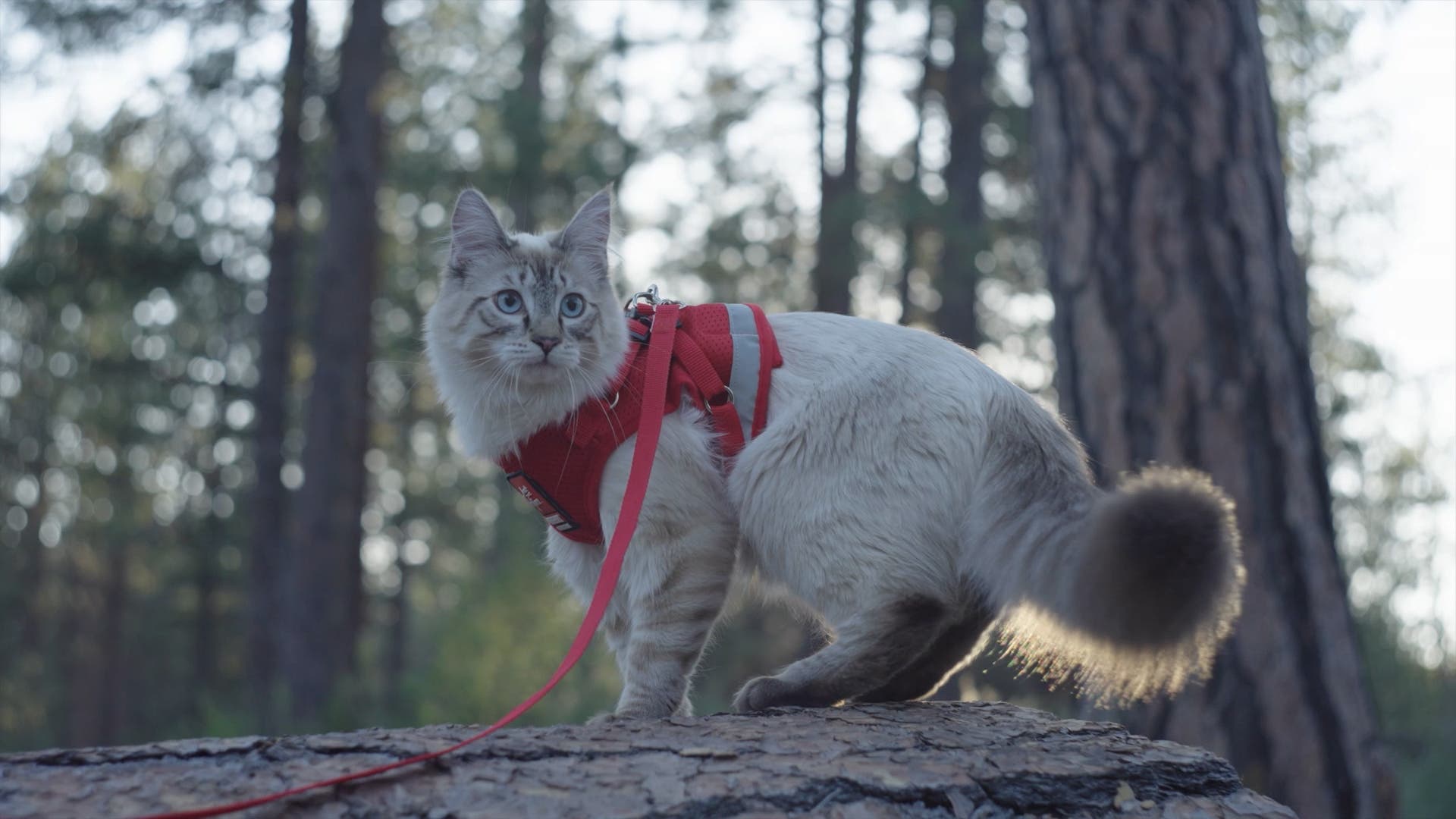 Hiking cat