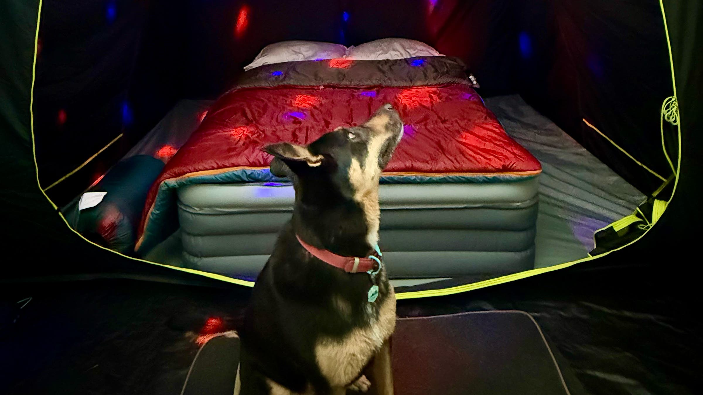 Dog in front of open tent with big camping mattress