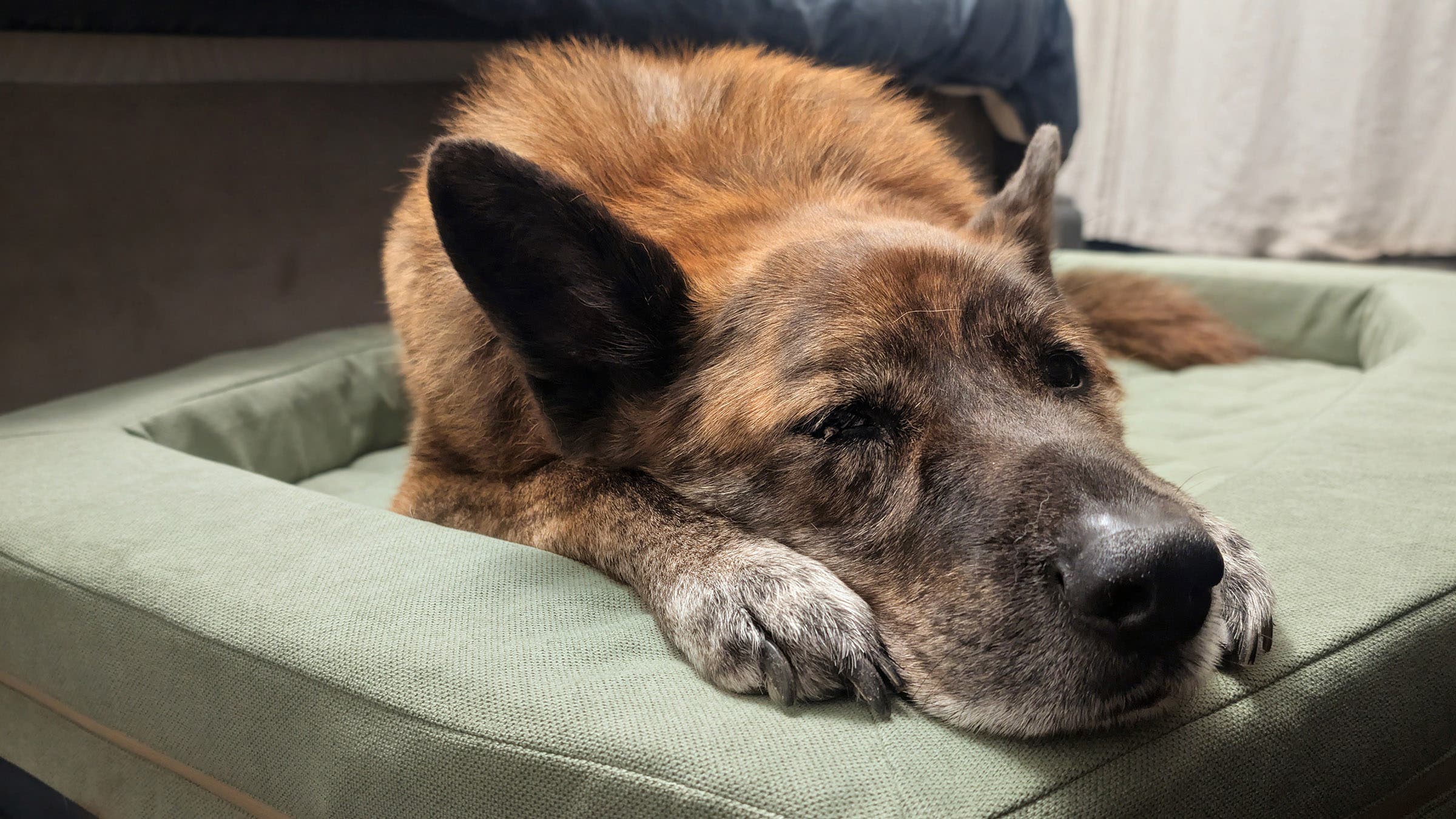 Wiley on a dog bed