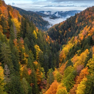 yellow leaves starting to change in the mountains