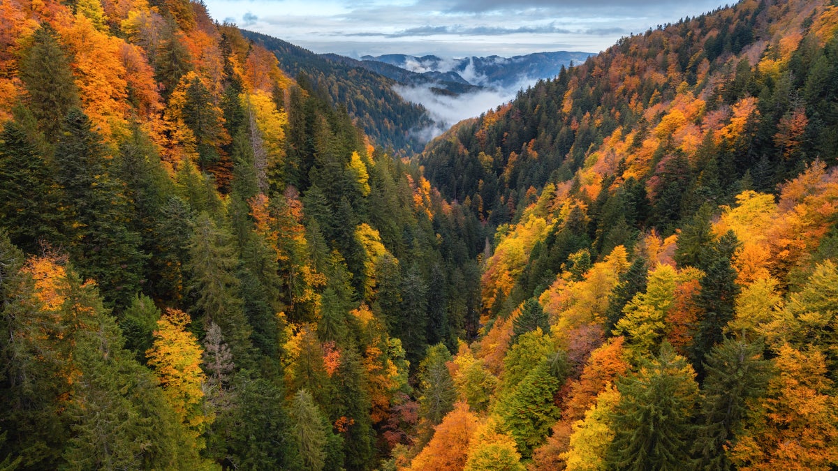 The Leaves Are Changing Early This Fall Thanks to Widespread Drought