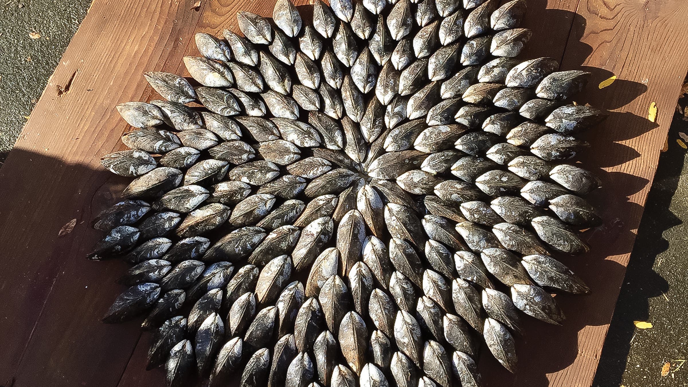 group of mussels set into a circle for an éclade de moules