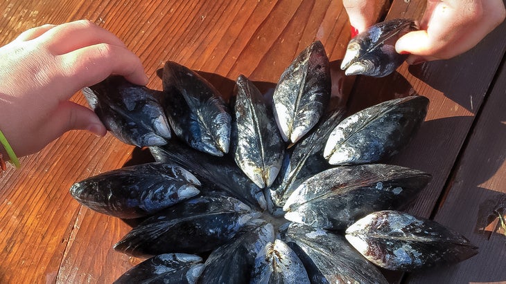 mussels in a circle
