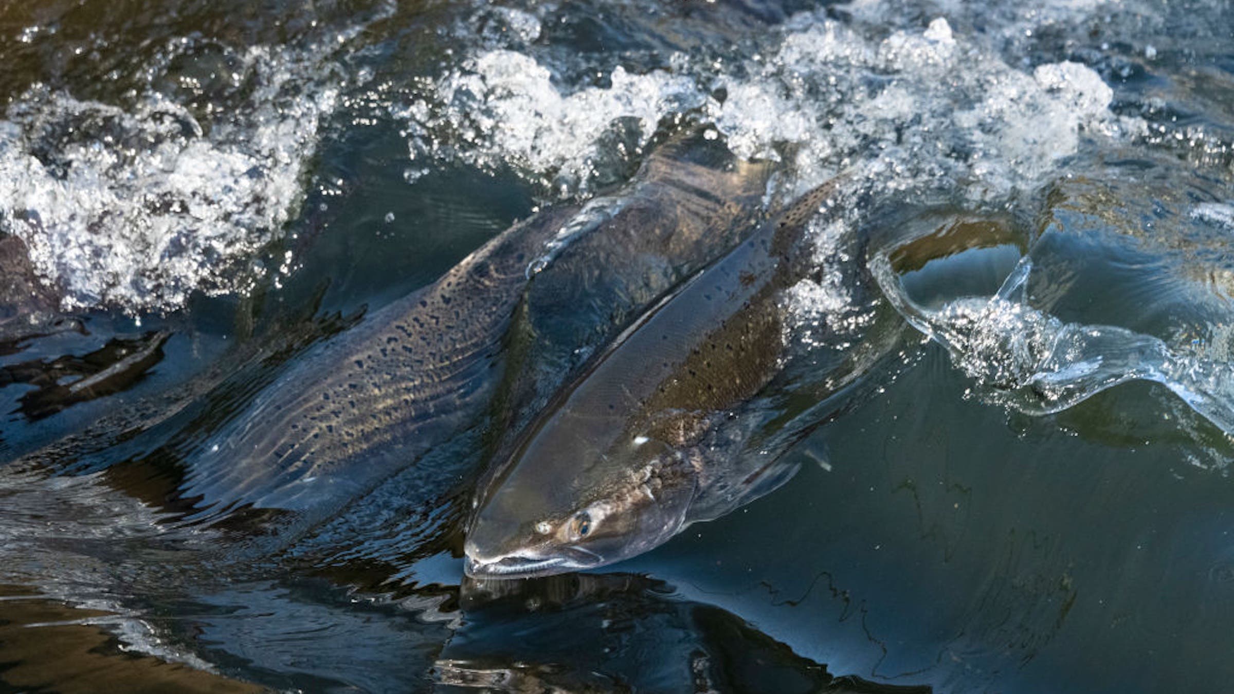 An adult King salmon swims upstream towards the holding pool before spawning at the Nimbus Fish Hatchery in Sacramento, California