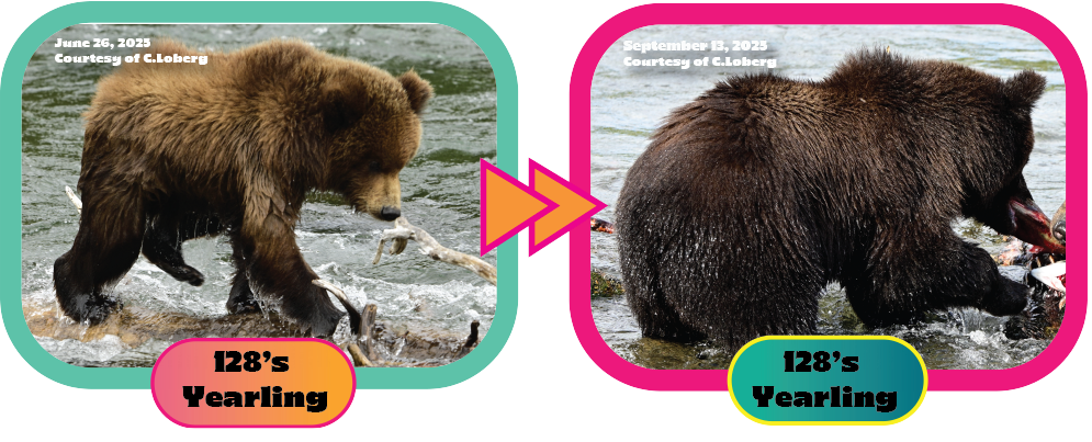 128 Jr. aka Baby for FBW 2025