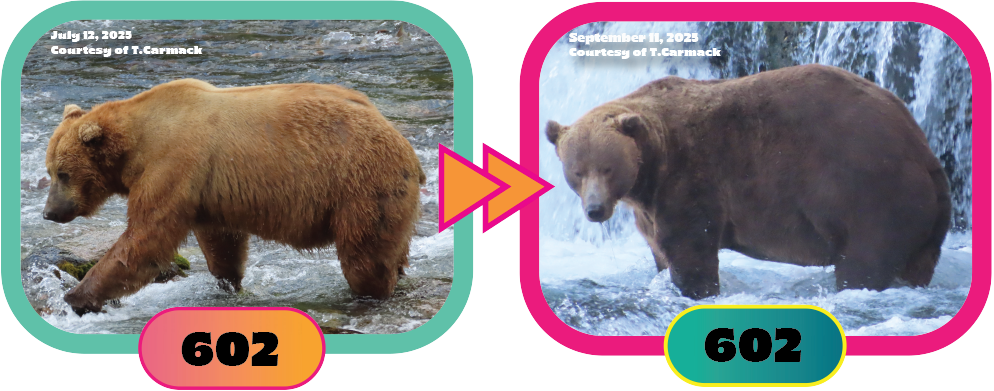 bear 602 for fat bear week