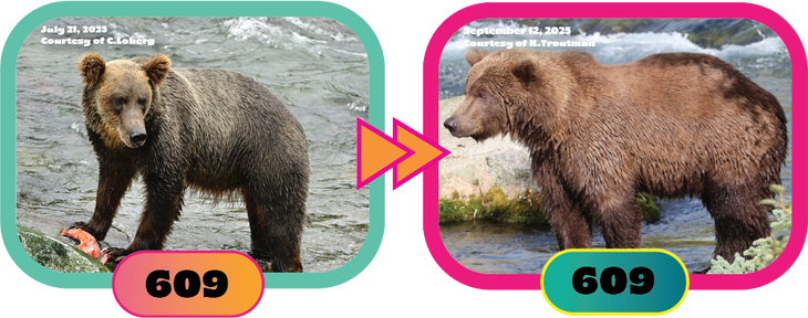 bear 609