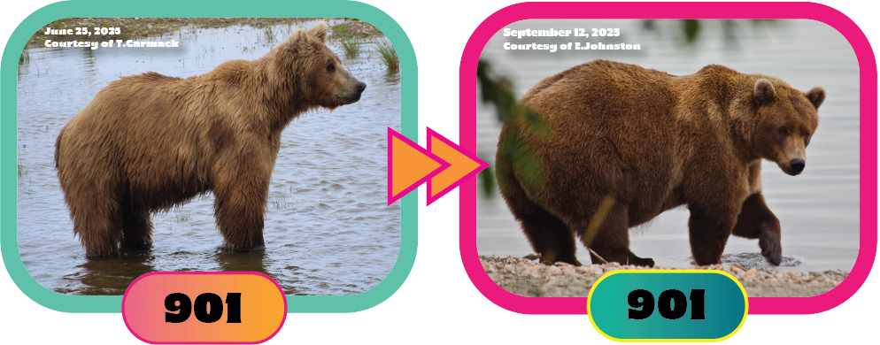 bear 901 for 2025 fat bear week