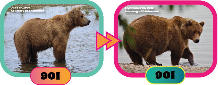 bear 901 for 2025 fat bear week