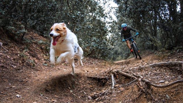 How to Calm Your Reactive Adventure Dog