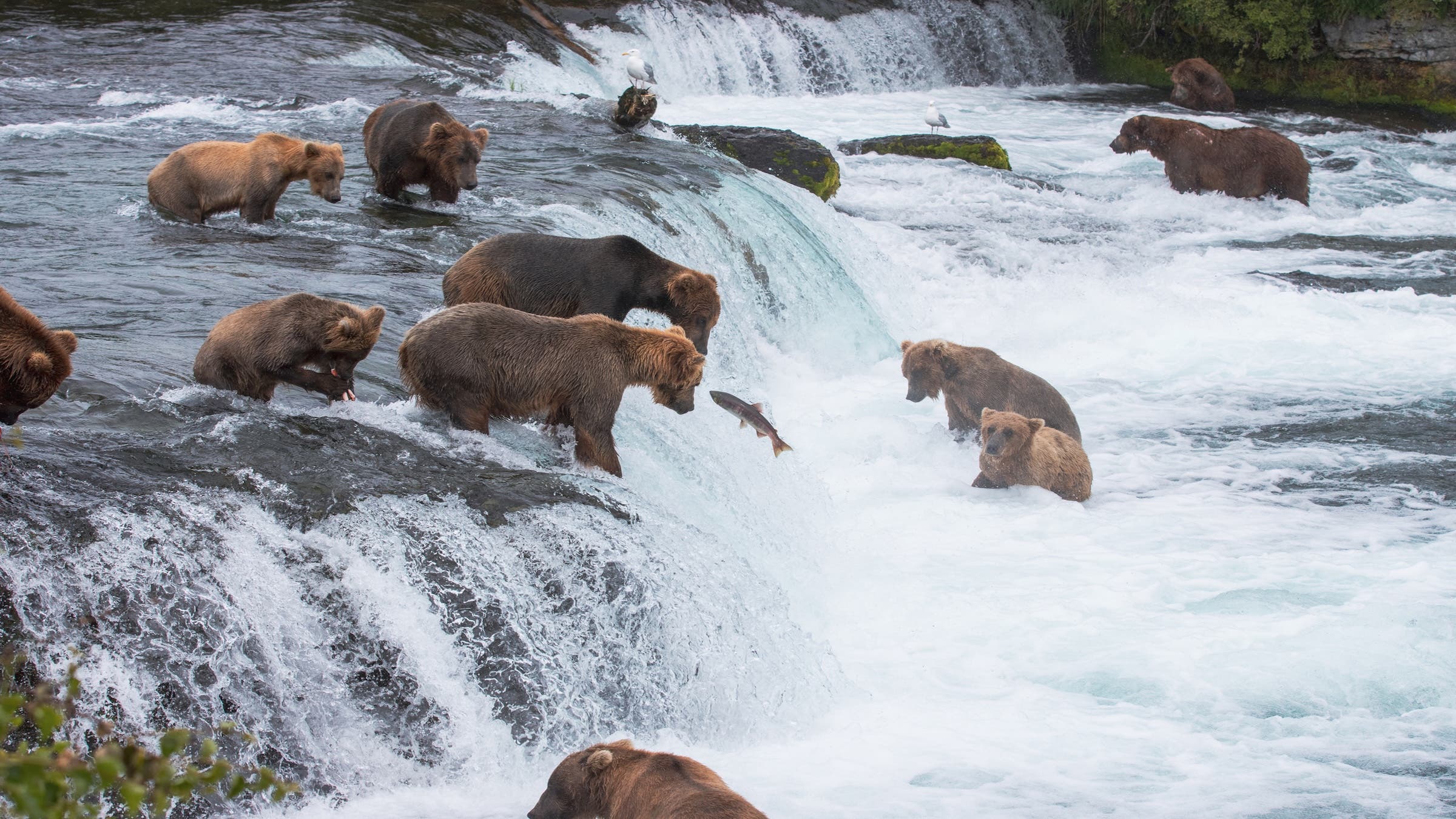 Brown Bears gather at Brooks Falls in Katmai National Park to feed on the sockeye salmon