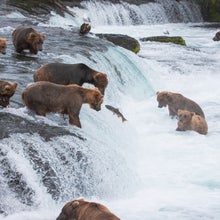 Brown Bears gather at Brooks Falls in Katmai National Park to feed on the sockeye salmon