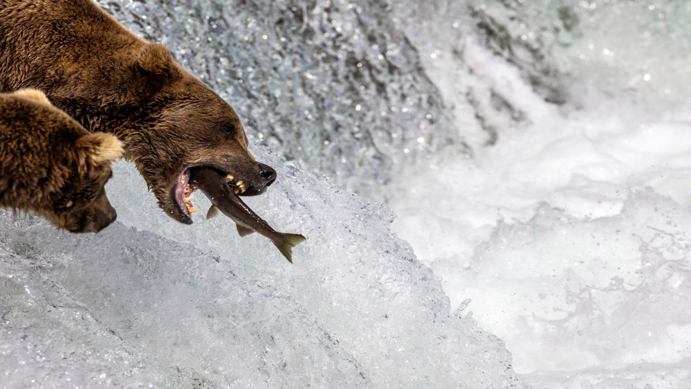 A brown bear snags a sockeye salmon in mid-air during the August 2023 salmon run in Katmai National Park and Preserve