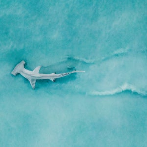 endangered sharks seafood