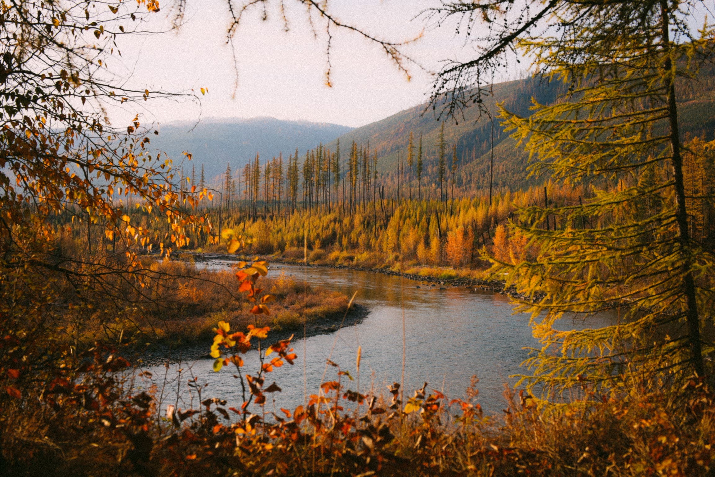 The Flathead River with autumn foliage
