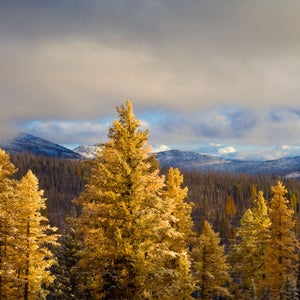 gus the larch larche