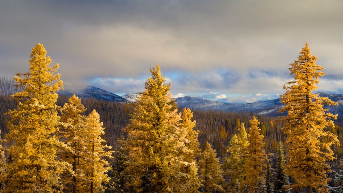 Want to See Gus, a Tree Taller than the Statue of Liberty? Follow This Easy Hike.