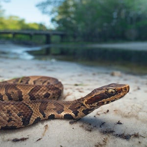 snake road closed illinois