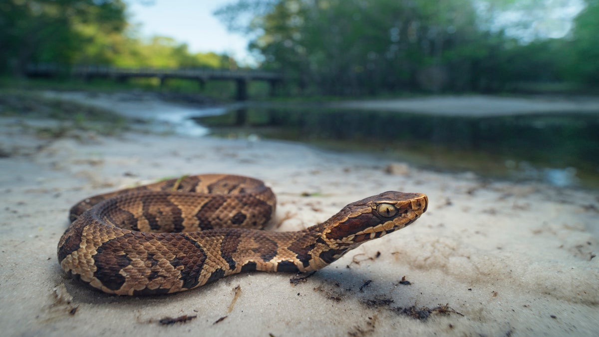 Midwest Road Closes Annually for a Massive Snake Crossing. Here’s How to Spot It.